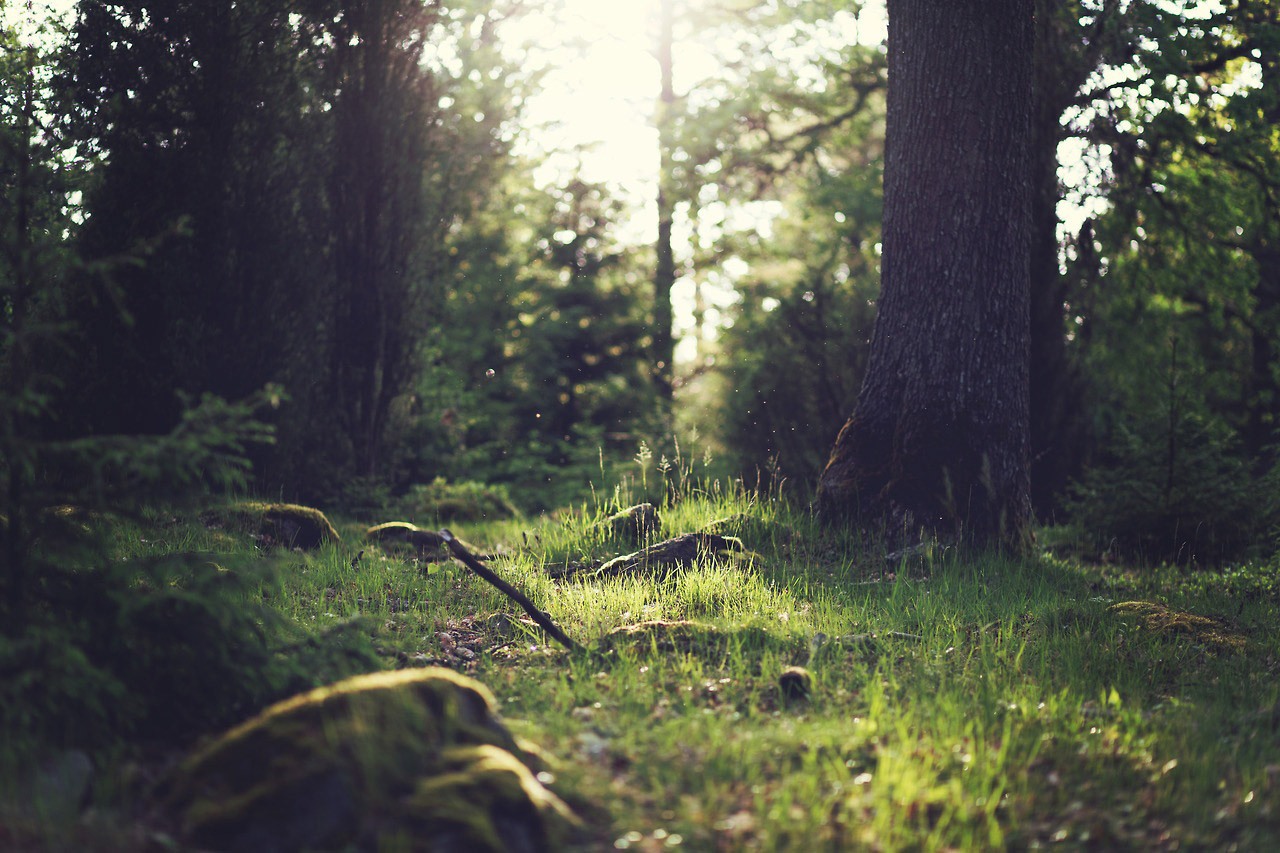 Typography in the forest